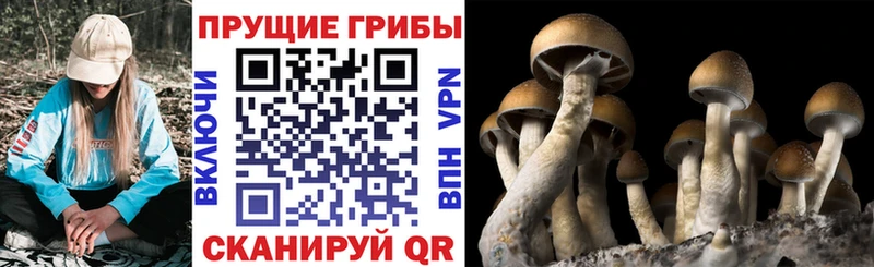 Псилоцибиновые грибы Psilocybine cubensis  даркнет сайт  Обнинск 